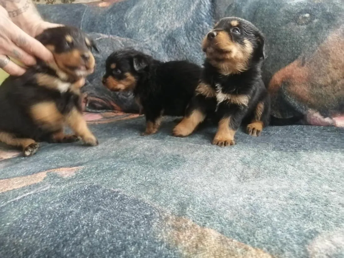 Neugeborene Rottweiler-Welpen auf einer Decke